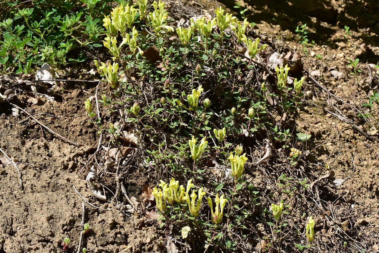 Image of Scutellaria orientalis specimen.