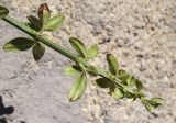 View full-size image Jasminum nudiflorum