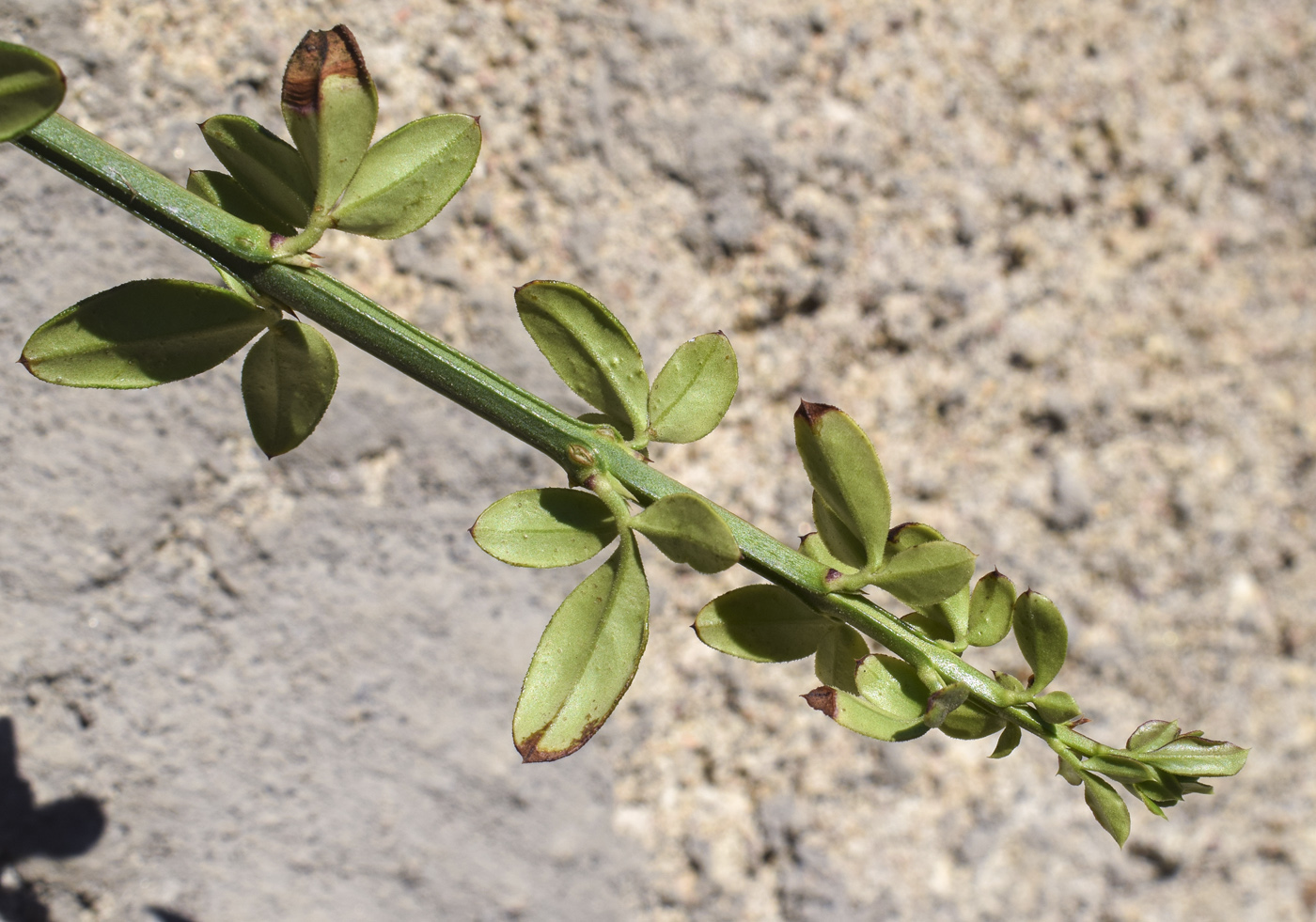 Image of Jasminum nudiflorum specimen.