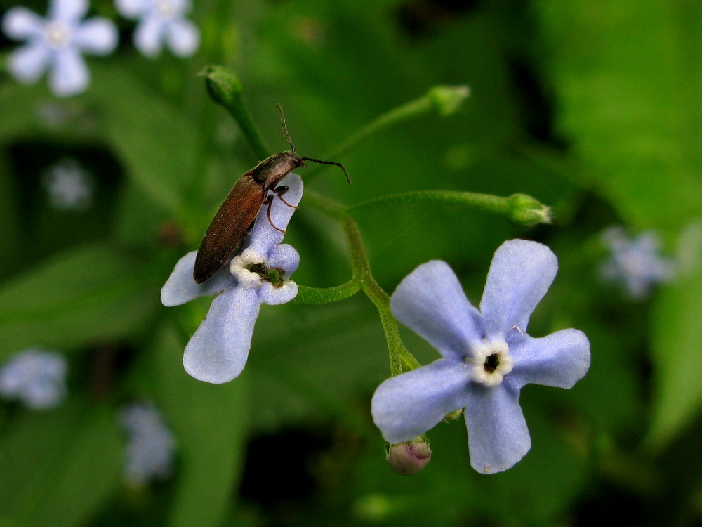 Изображение особи Brunnera sibirica.