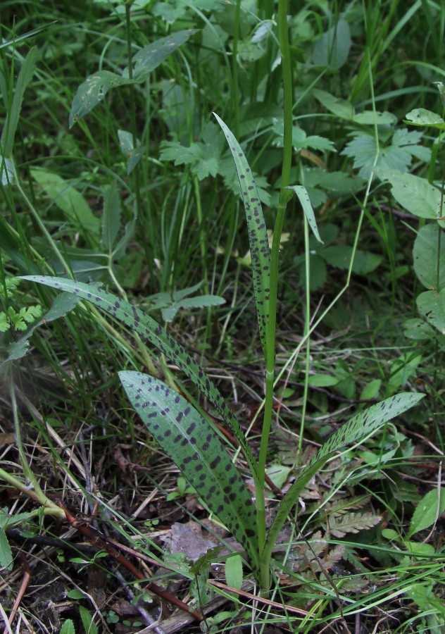 Изображение особи Dactylorhiza fuchsii.