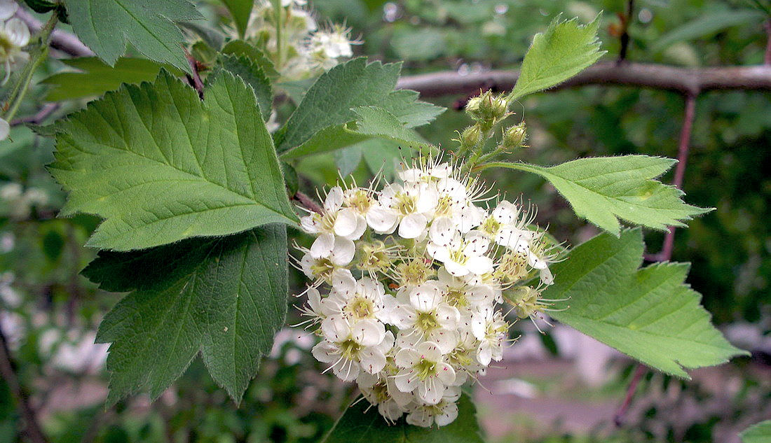 Image of Crataegus maximowiczii specimen.