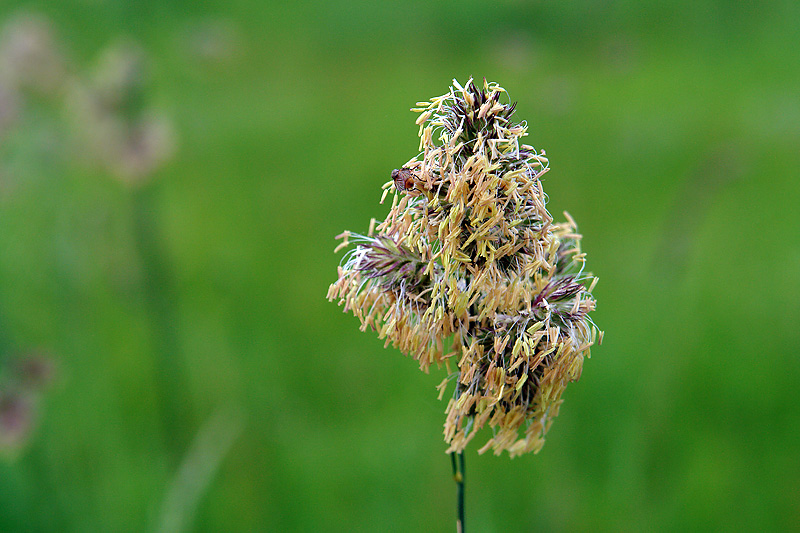 Изображение особи Dactylis glomerata.