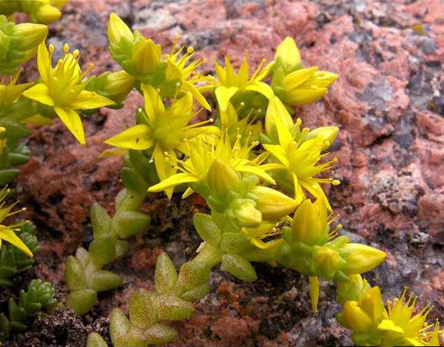 Image of Sedum acre specimen.