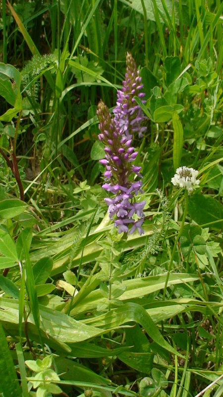 Image of Gymnadenia conopsea specimen.