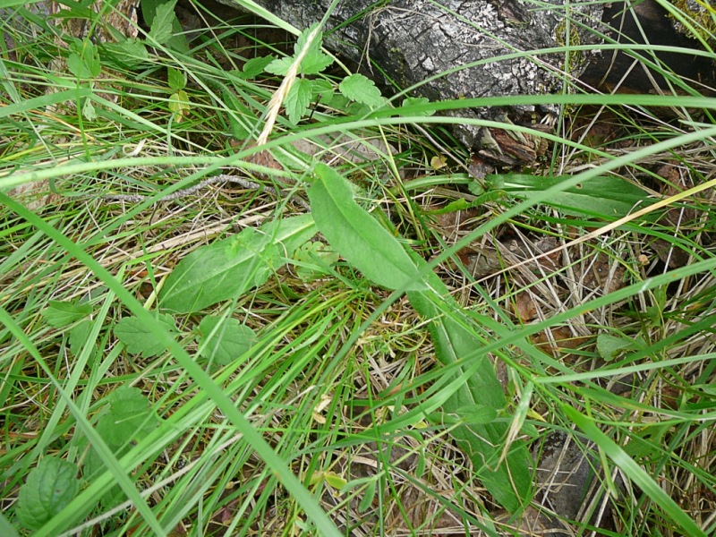 Image of Pilosella aurantiaca specimen.