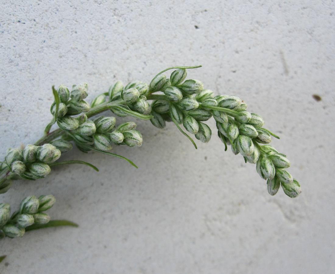 Изображение особи Artemisia vulgaris.