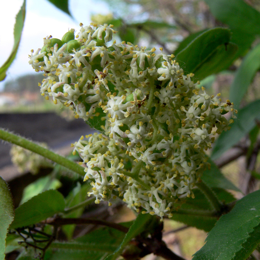 Изображение особи Sambucus sibirica.