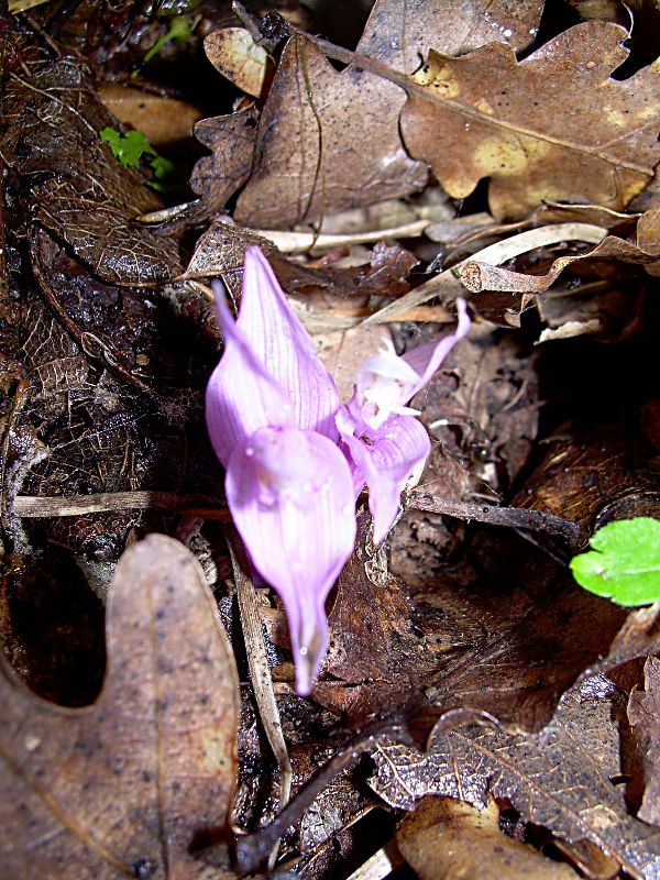 Изображение особи Epipactis helleborine.