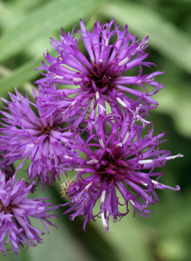 Image of Vernonia profuga specimen.