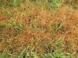 Panicum miliaceum