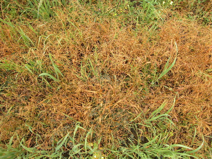 Image of Panicum miliaceum specimen.