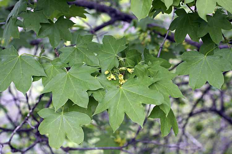 Изображение особи Acer turkestanicum.