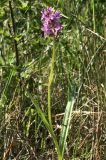 Dactylorhiza russowii