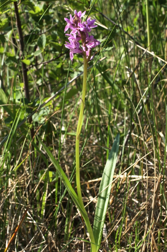 Изображение особи Dactylorhiza russowii.