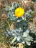 Glaucium flavum