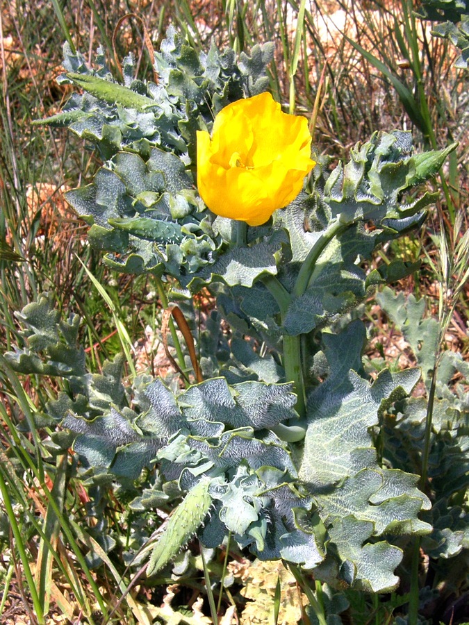 Изображение особи Glaucium flavum.