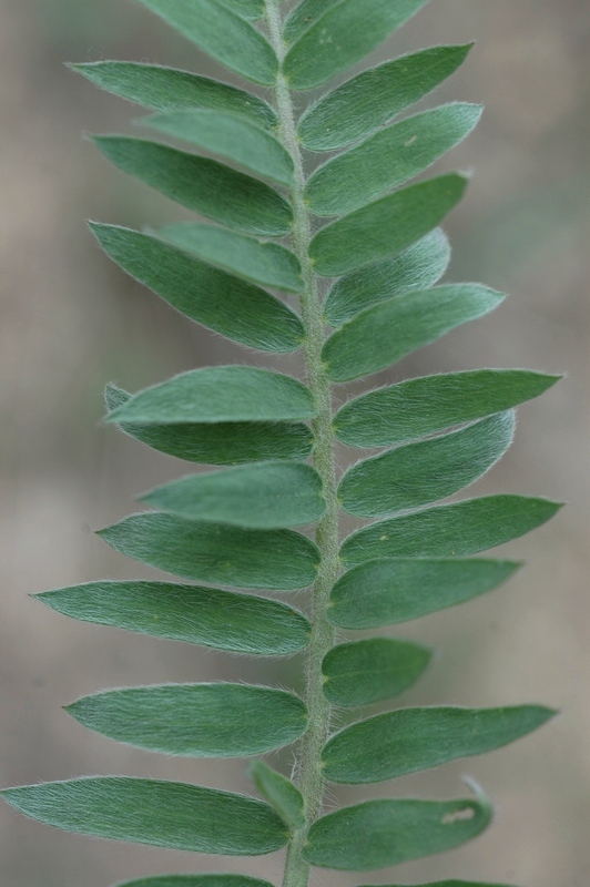 Image of Oxytropis ochroleuca specimen.