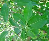 Salix latifolia