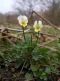 Viola arvensis