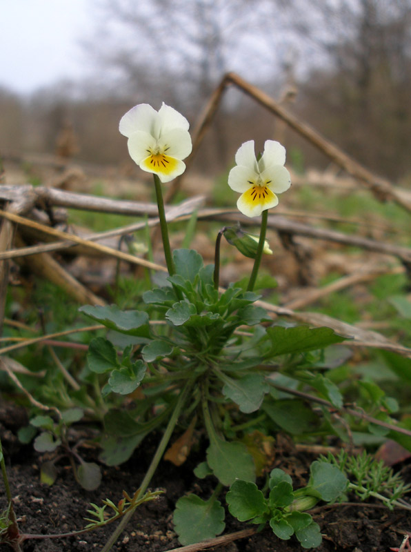 Image of Viola arvensis specimen.