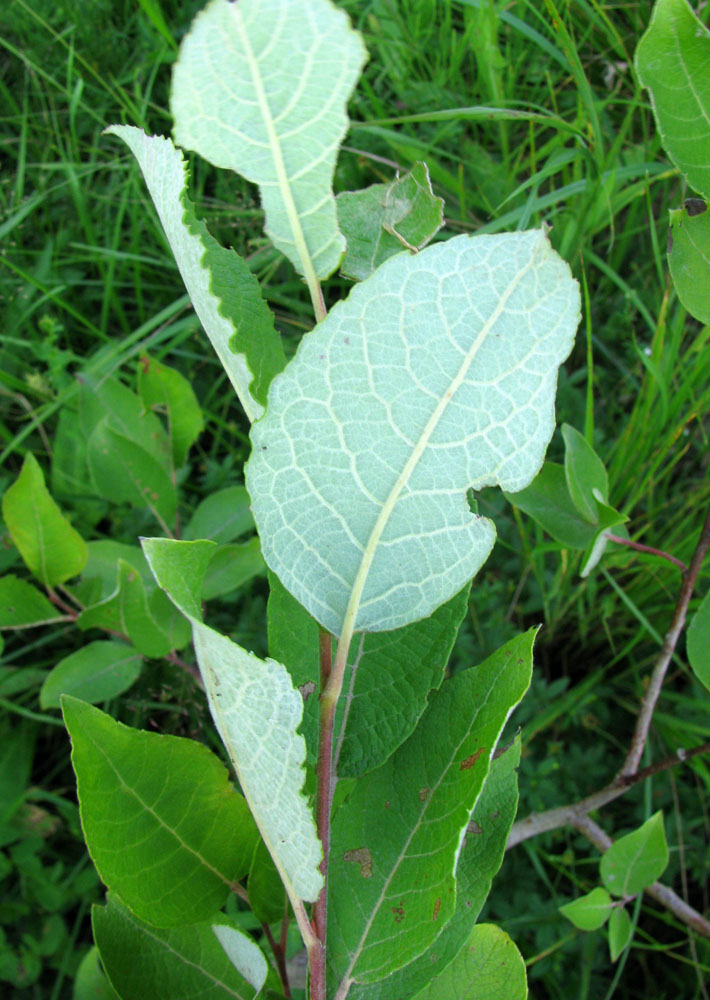 Image of Salix caprea specimen.