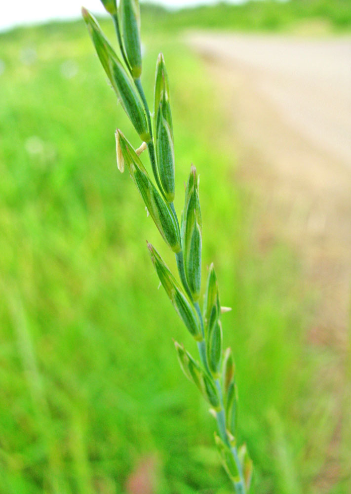 Image of Elytrigia repens specimen.