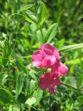 Lathyrus tuberosus. Верхушка цветущего растения. Украина, Ровенская область, луг. 11 июля.