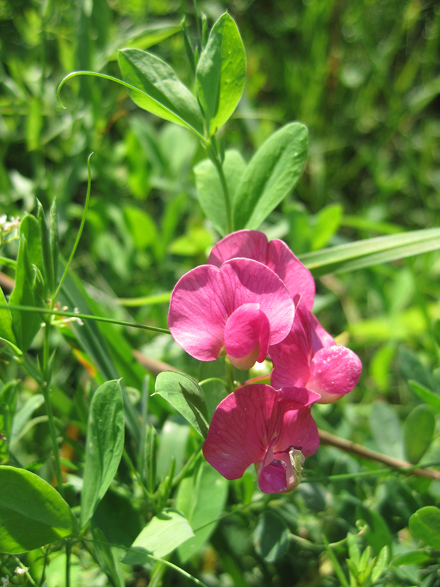 Изображение особи Lathyrus tuberosus.