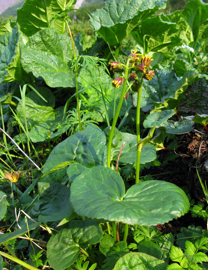 Image of Ligularia sibirica specimen.