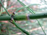 Equisetum ramosissimum. Мутовка с листовыми зубцами. Астраханская обл., Камызякский р-н, у с. Лебяжье. 17.08.2011.