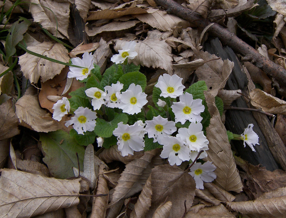 Image of Primula vulgaris specimen.