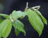 Carpinus betulus