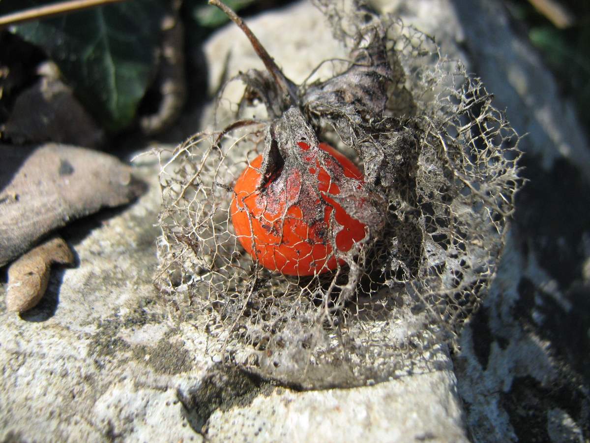 Image of Alkekengi officinarum specimen.