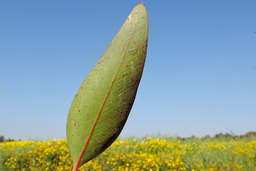 Изображение особи род Eucalyptus.