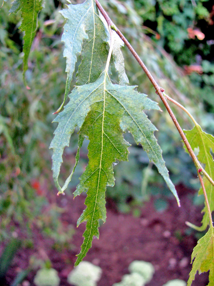 Image of Acer saccharinum specimen.