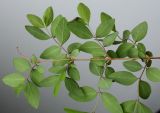 Symphoricarpos × chenaultii. Часть ветви (видна обратная сторона листьев). Германия, г. Кемпен, в озеленении прогулочной зоны. 29.04.2012.