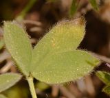 Trifolium blancheanum. Лист. Израиль, Шарон, г. Герцлия, высокий берег Средиземного моря. 26.04.2012.