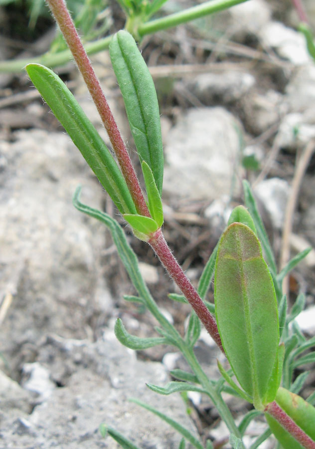 Image of Helianthemum grandiflorum specimen.