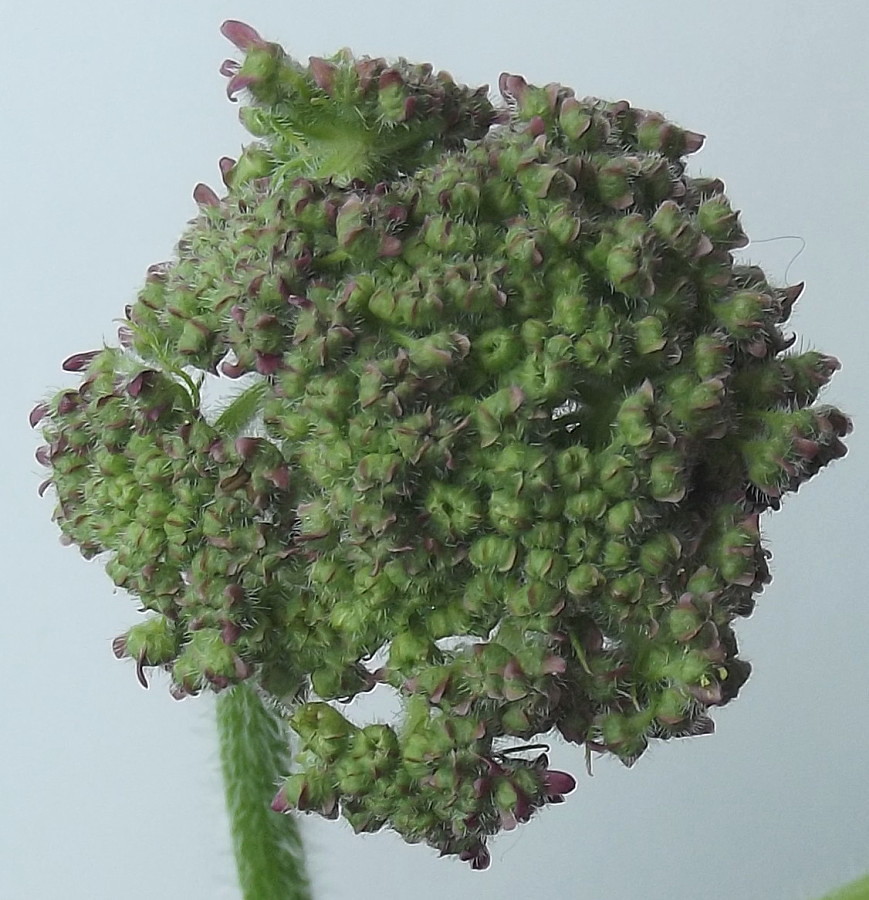 Image of Heracleum sphondylium specimen.