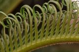 Cycas revoluta