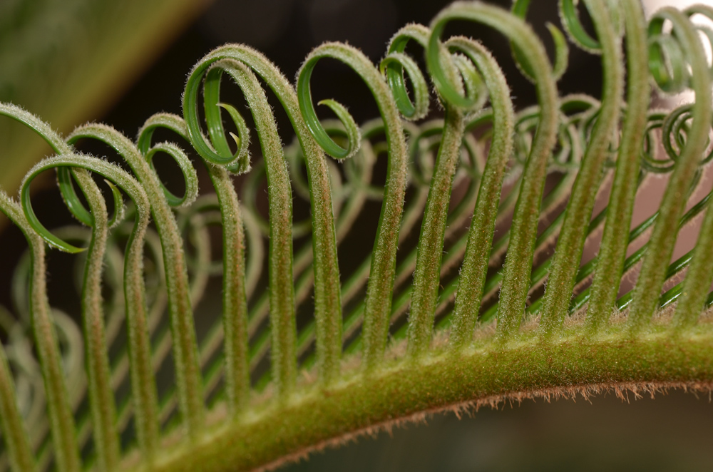 Image of Cycas revoluta specimen.