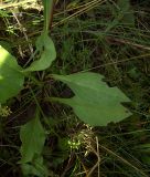 Solidago virgaurea. Нижняя часть побега. Курская обл., Железногорский р-н, ур. Кармановская дача, у дороги. 24 июля 2007 г.