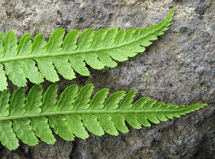 Изображение особи род Athyrium.