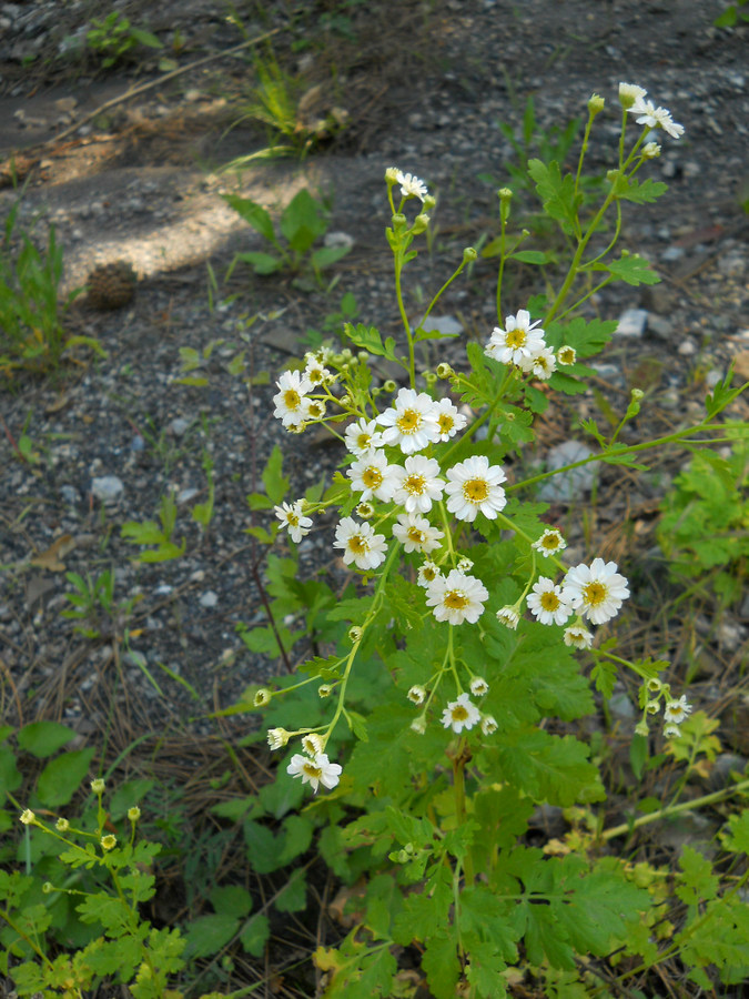 Изображение особи Pyrethrum parthenium.