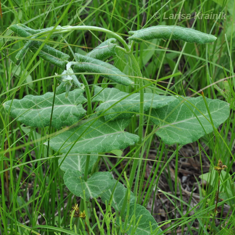 Image of Metaplexis japonica specimen.