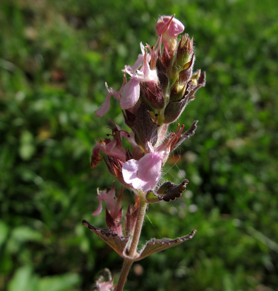 Image of Teucrium chamaedrys ssp. pinnatifidum specimen.