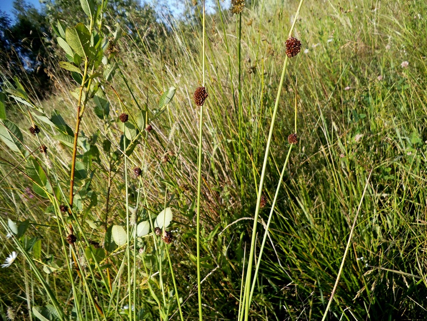 Изображение особи Juncus conglomeratus.