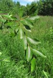 Salix caprea. Верхушка ветви. Окр. Архангельска, луг. 10.07.2012.