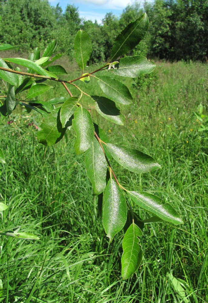 Image of Salix caprea specimen.